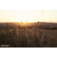 Lensbaby SWEET 50