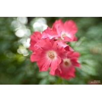 Lensbaby SWEET 35